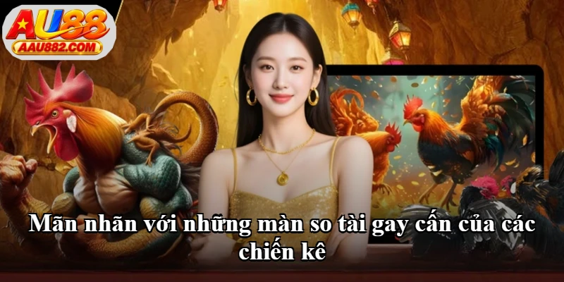 Mãn nhãn với những màn so tài gay cấn của các chiến kê