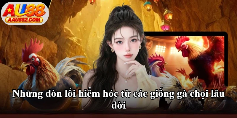 Những đòn lối hiểm hóc từ các giống gà chọi lâu đời
