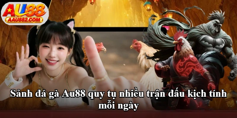 Sảnh đá gà Au88 quy tụ nhiều trận đấu kịch tính mỗi ngày